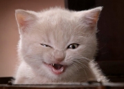 英雄联盟总决赛-北非血脉与加泰灵魂的对决，莱奥如何用阿尔及利亚式爆发撕裂巴萨防线