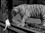 英雄联盟总决赛直播-次元壁破裂之夜，从芯片封锁到终场绝杀的双线破局