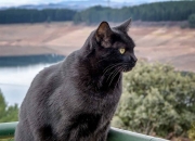 英雄联盟总决赛-绿茵场上的将军，阿尔瓦雷斯如何一手掌控法洪之战的风云变幻