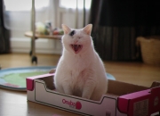 英雄联盟总决赛时间-东瀛新星闪耀雷恩，莱万主宰年度巅峰之战