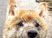 -里程碑与逆袭，体育世界的个人传奇与团队意志