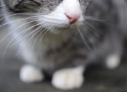 英雄联盟总决赛2025-当东方遇见西方，森林狼在总决赛中击败北京队