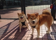 英雄联盟总决赛赛程-战场的终场哨，布克末节封神，独行侠绝境逆转湖人