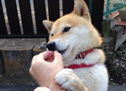 -非洲雄狮战术困境，加勒比闪电单节摧毁，世界排名争夺战焦点战解析