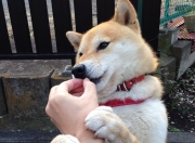 -非洲雄狮战术困境，加勒比闪电单节摧毁，世界排名争夺战焦点战解析