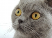 英雄联盟总决赛赛程-无解方程式，当特奥的右脚踏入新西兰的黄昏