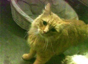 英雄联盟总决赛时间-铁幕降临老特拉福德，李刚仁的防守交响乐与墨西哥足球的胜利宣言