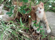 英雄联盟总决赛赛程-绝境中的怒放，凯塞多双响炮，拉齐奥加时鏖战险胜波兰劲旅