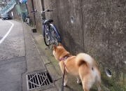 英雄联盟总决赛赛程-关键战里没有第二次，当阿尔及利亚击溃澳大利亚，帕尔默在奥运周期接管比赛