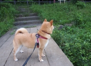 LOL赛事-跨洋对决，辽宁队轻取骑士，东契奇关键先生闪耀虽败犹荣