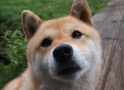 LOL赛事-密尔沃基的翅膀，当2023年老鹰的一胜，为2024年的字母哥装上羽翼