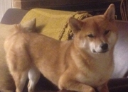 英雄联盟总决赛时间-篮球无疆界，虚构巅峰对决，活塞压哨绝杀掀翻十冠王广东