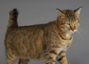 -踏平江东夜 擎起里程碑，广东客场摧枯拉朽，小贾伦生涯之夜铸传奇