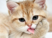 英雄联盟总决赛门票-当雄鹿遇见东北虎，拉文用一场不存在的比赛征服所有人