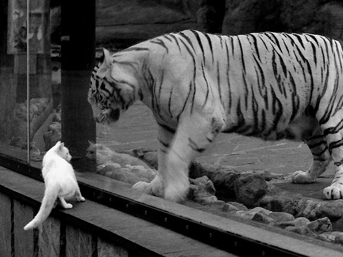 北非血脉与加泰灵魂的对决，莱奥如何用阿尔及利亚式爆发撕裂巴萨防线