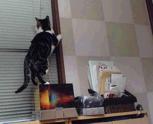 绿茵场与赛道之间的统治力，当若日尼奥在F1的弯道中淘汰克罗地亚