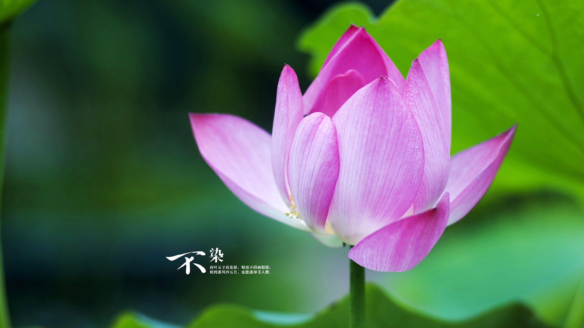 唯一在黑暗中发光的手，坎特与那场被遗忘的制胜