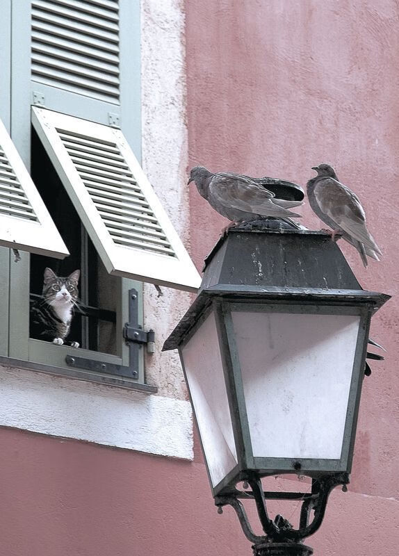 跨越疆界的对决，曼联与伊拉克的友谊赛，努涅斯里程碑之夜闪耀全场