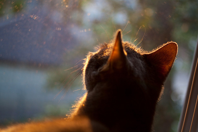 叹息之墙与战术迷宫，拉亚的爆发如何锁死哥斯达黎加的最后呼吸