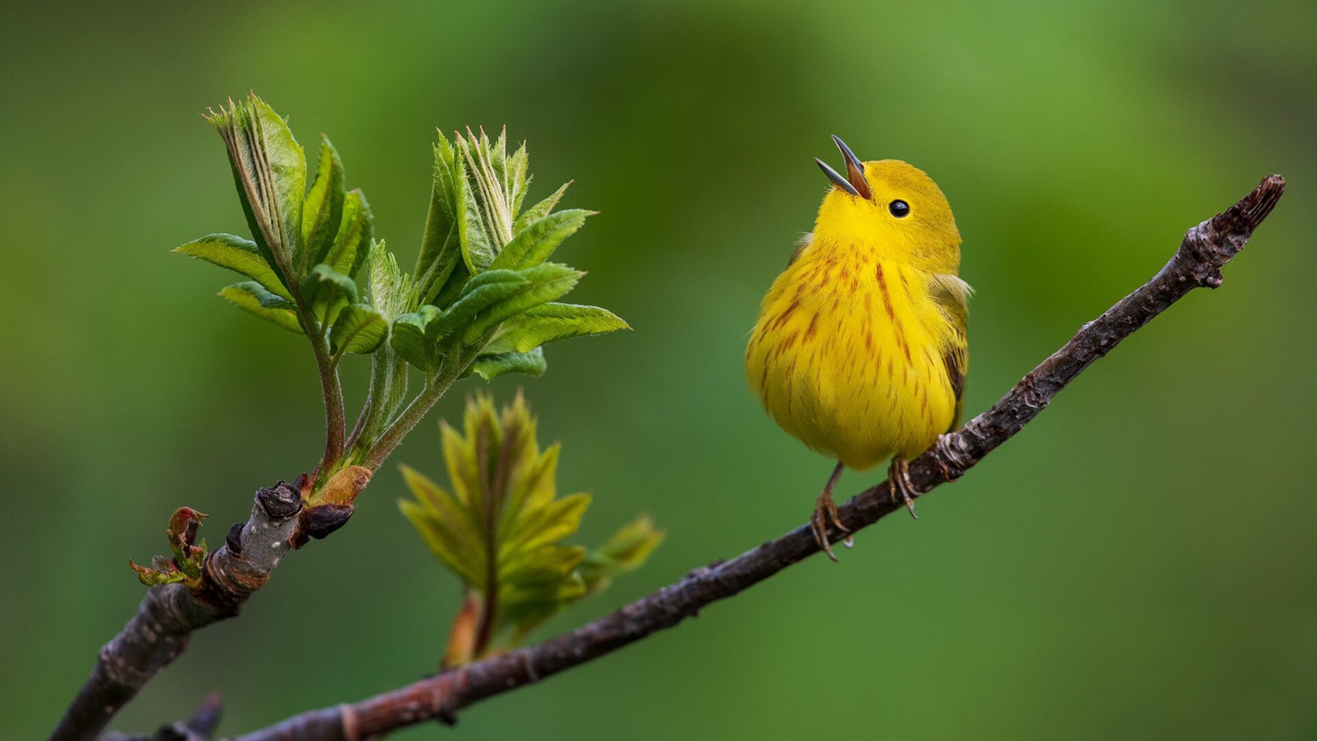 瑞士半场三球闪电战，从崩盘边缘到战术典范，特奥的压力之舞