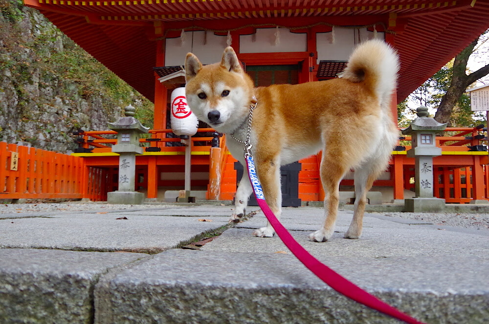铁蹄席卷草原，威尔士奇兵如何收割喀麦隆丛林之王
