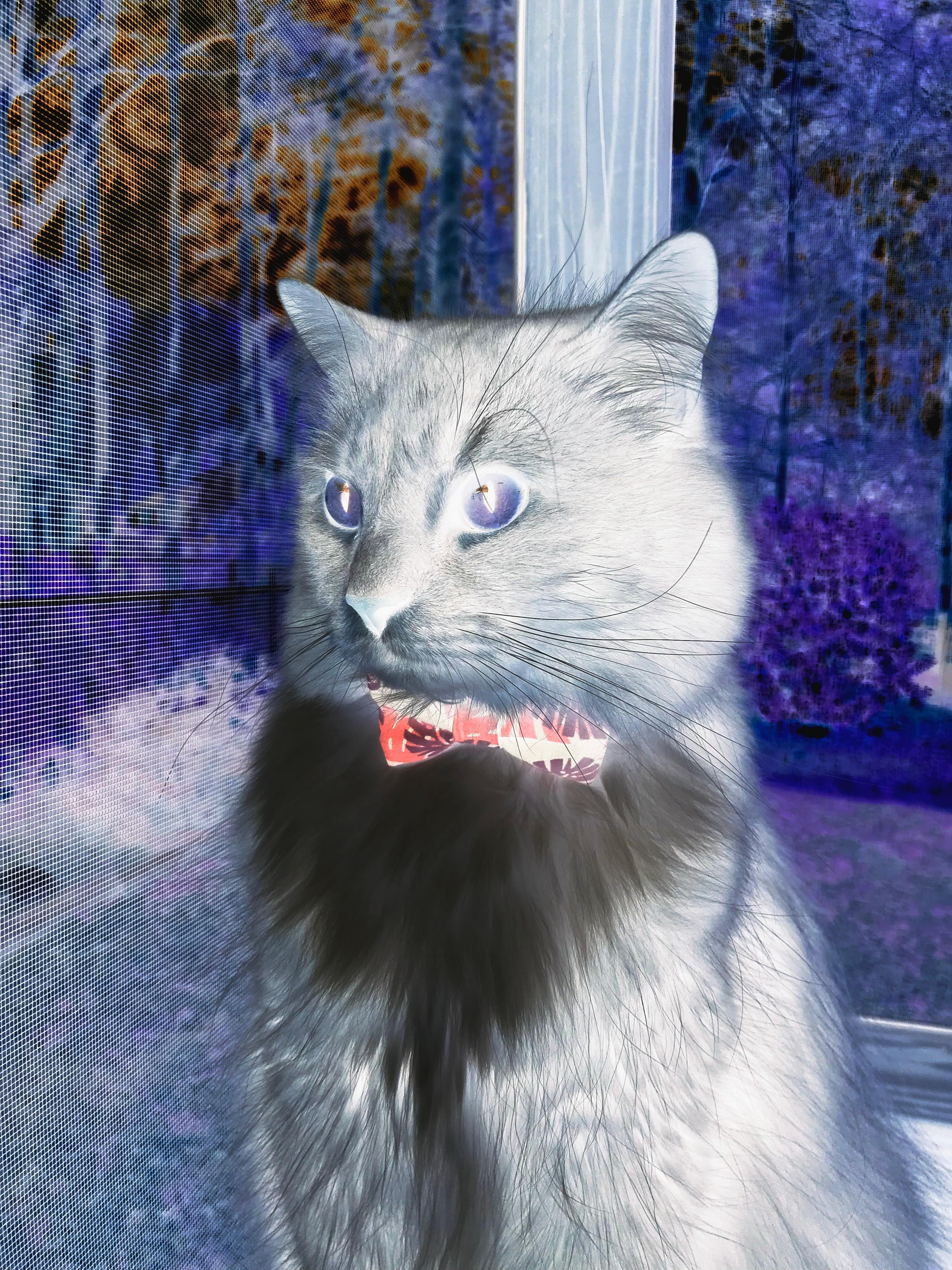 铁蹄席卷草原，威尔士奇兵如何收割喀麦隆丛林之王