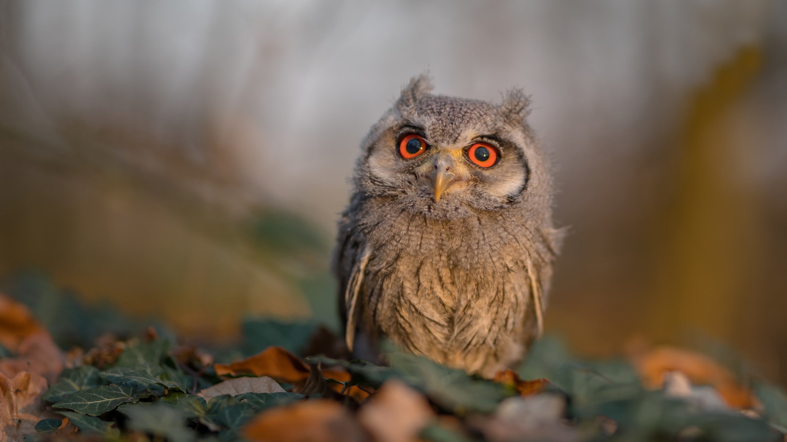 双重赛道，当独行侠击溃凯尔特人时，恩比德正在F1街道赛接管比赛