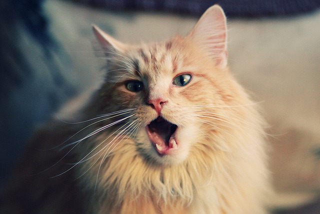 篮球殿堂的足球之神，当本泽马统治NBA季后赛之夜