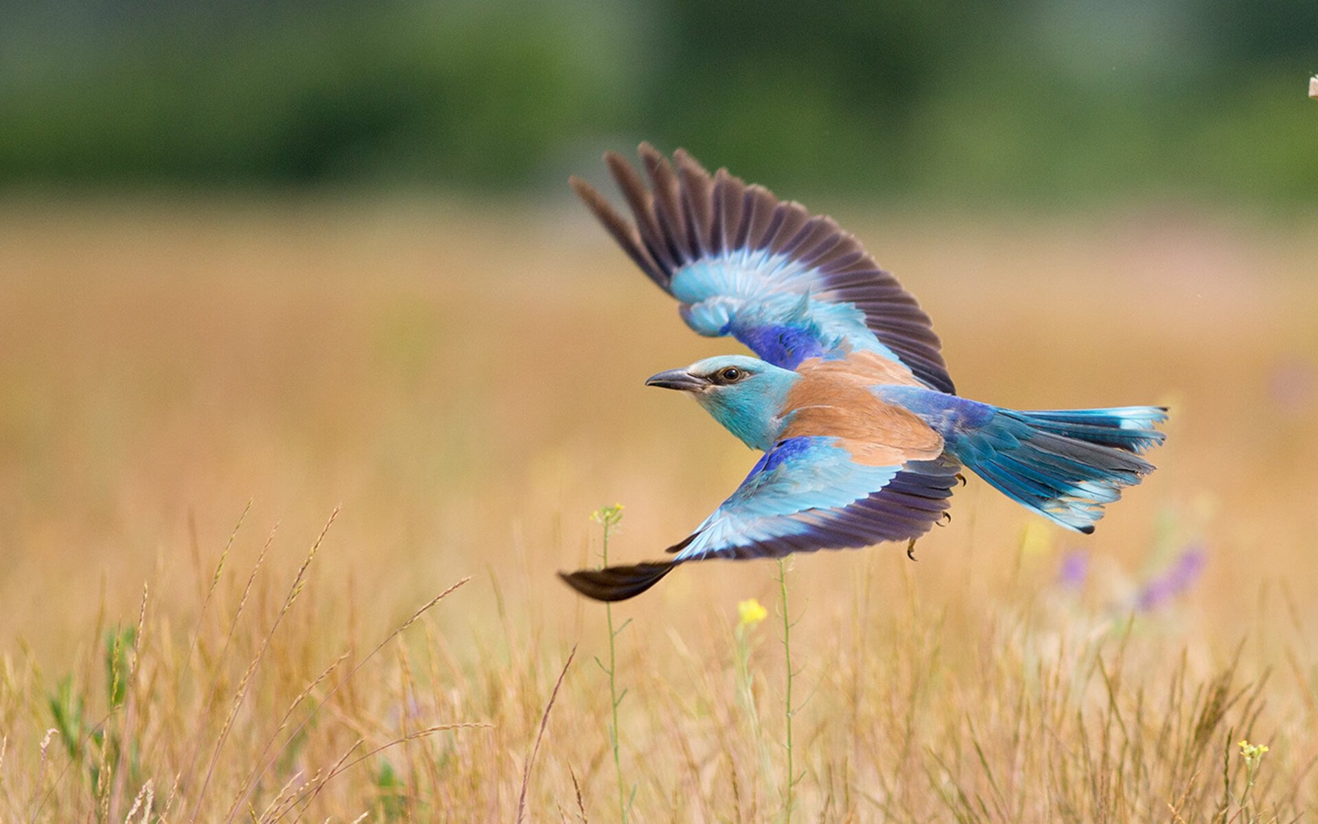 独行侠末节逆转诠释恩比德式统治,个人英雄主义仍是篮球王道