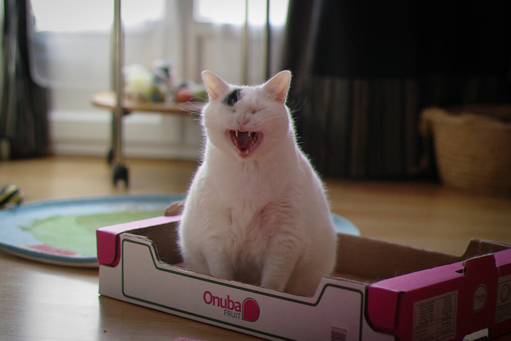 旧大陆新王登基!奥地利黄金一代力斩尤文,改写北美世界杯格局