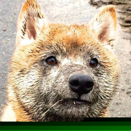 铁血蓝白筑起叹息之墙，格列兹曼一箭穿心定乾坤—记阿根廷战术封锁下的关键先生