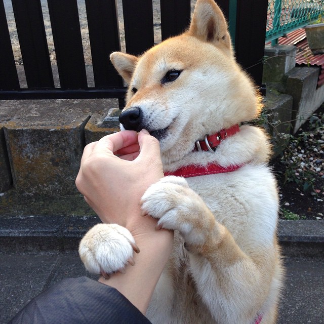 非洲雄狮战术困境，加勒比闪电单节摧毁，世界排名争夺战焦点战解析