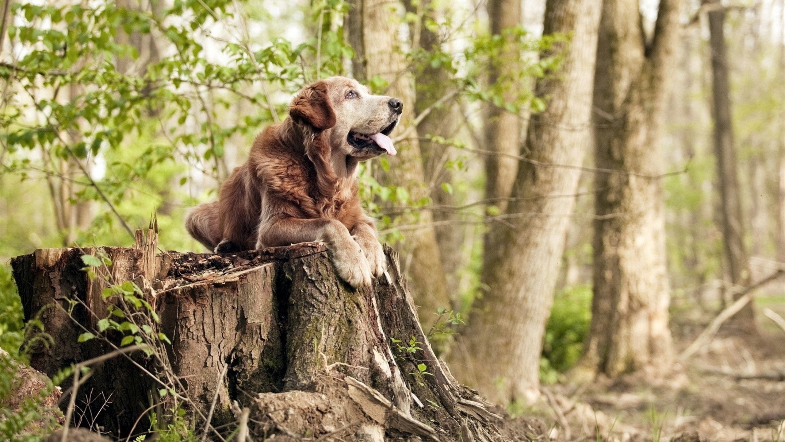 瑞士国家队用教科书级表现，为英超争冠对手写下破解阿森纳的蓝本