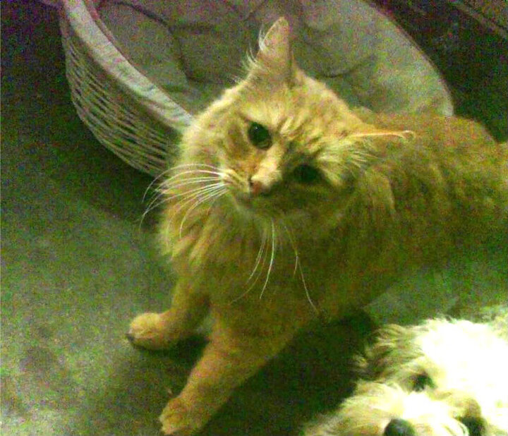 铁幕降临老特拉福德,李刚仁的防守交响乐与墨西哥足球的胜利宣言