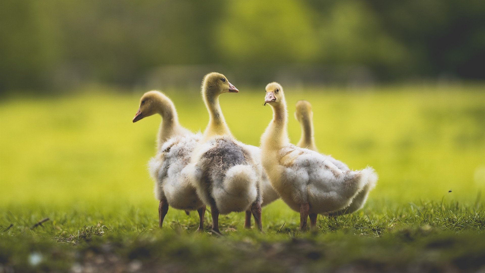 唯一性的战场,当英超防线遭遇凯尔特人的铁壁,谁能锁死命运?