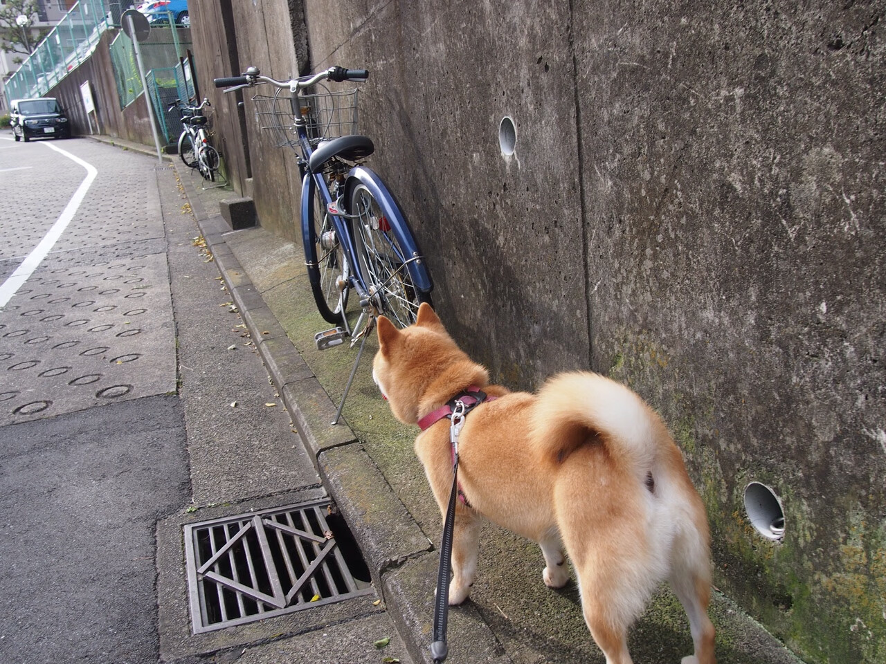 关键战里没有第二次,当阿尔及利亚击溃澳大利亚,帕尔默在奥运周期接管比赛
