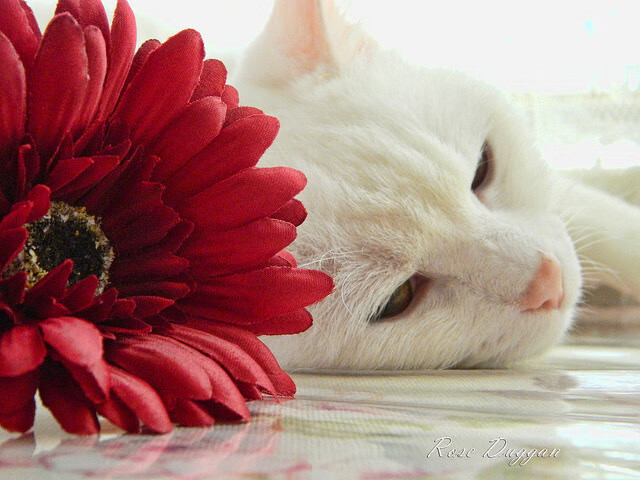 班凯罗一役封神!广东掀翻上海引爆CBA,赛后评分拉满成现象级焦点