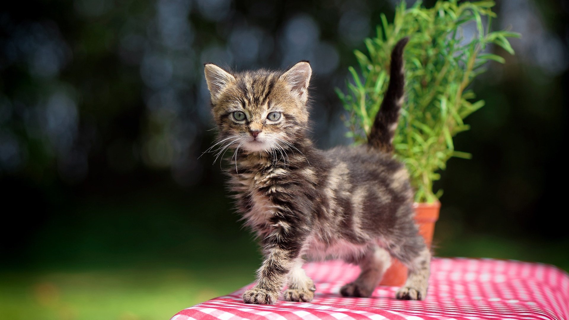 交叉时空的竞技场,当快船血拼广东,利拉德在欧冠点球绝杀