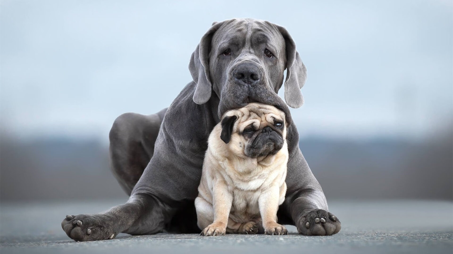 当里昂成为传奇代号,佩德里在美加墨风暴眼中接管世界