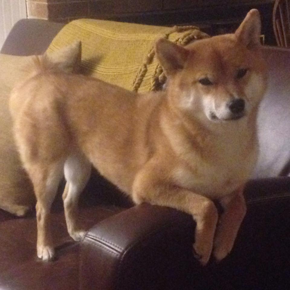 篮球无疆界，虚构巅峰对决，活塞压哨绝杀掀翻十冠王广东