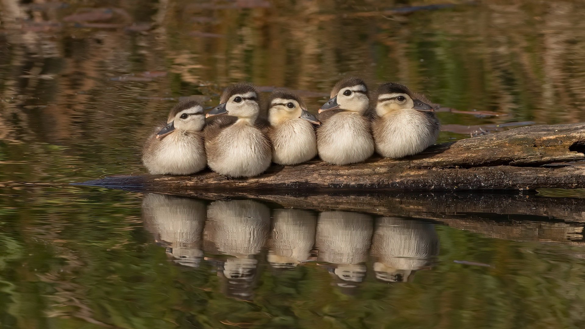 奥亚尔萨瓦尔,绿茵场上的交响指挥家,切尔西巅峰对决中引领节奏胜出巴拉圭