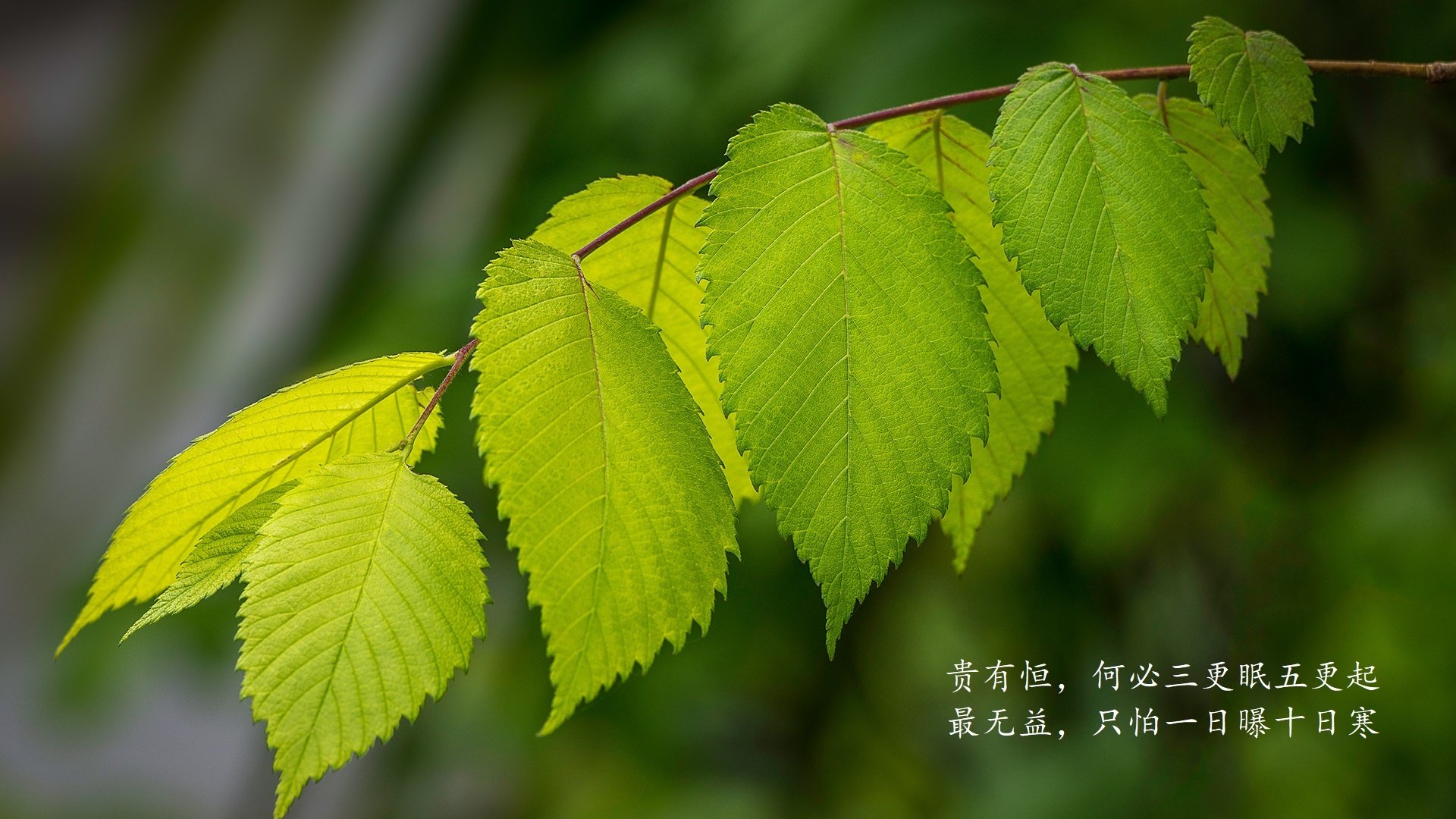 唯一之役，布罗佐维奇用大师级调度，在2026世界杯C组为沙特铺就逆袭之路